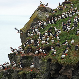 Ingólfshöfdi - Puffins